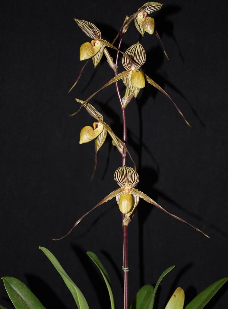 Paphiopedilum Saint Swithin - AM/AOC
