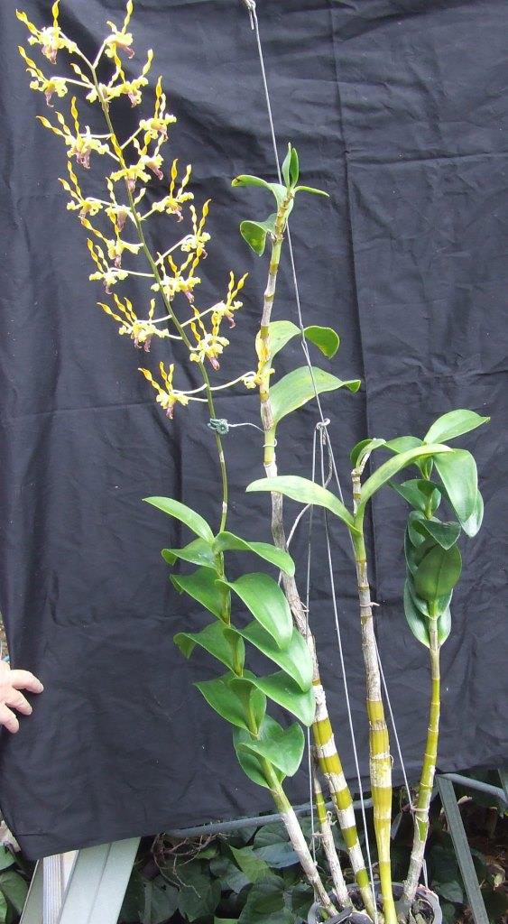 Dendrobium Orange Antlers - photo 2