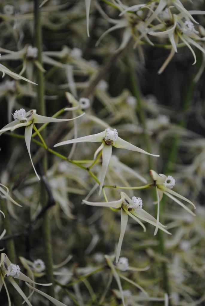 Dendrobium teretifolium