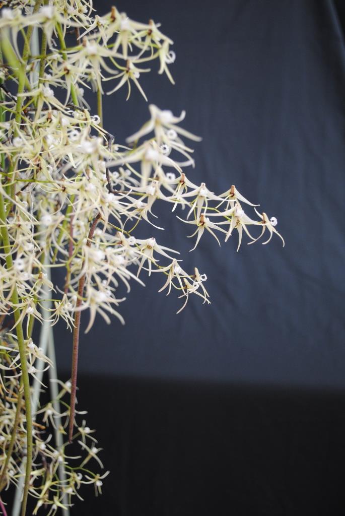 Dendrobium teretifolium var. fasciculatum - photo 2