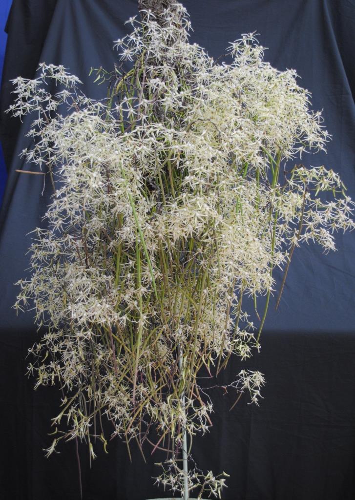 Dendrobium teretifolium