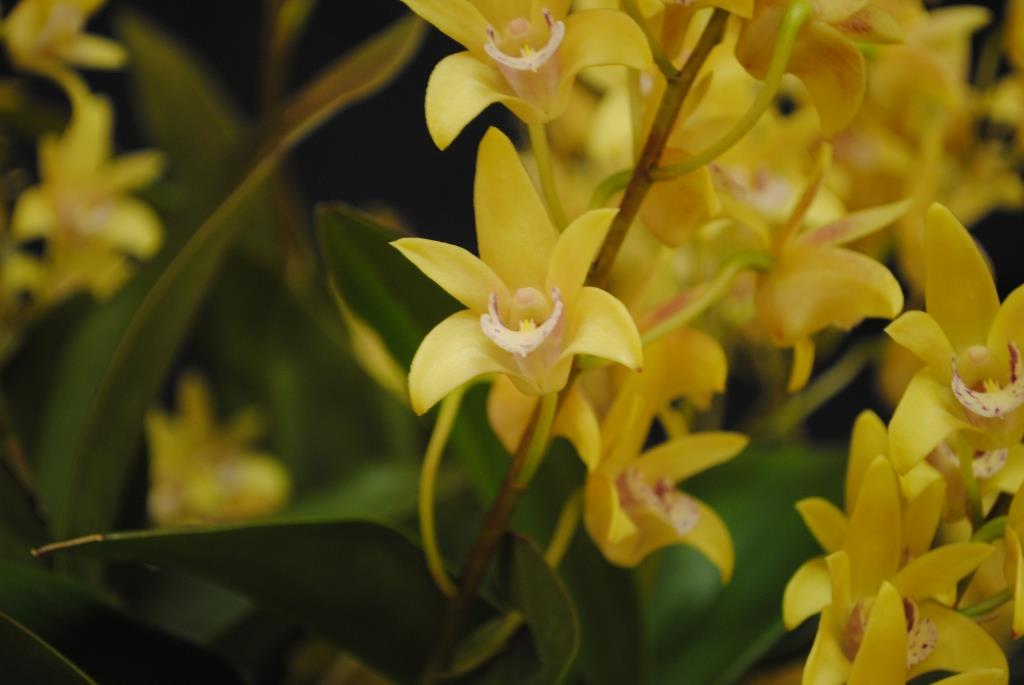 Dendrobium Hewitt Glow - photo 2