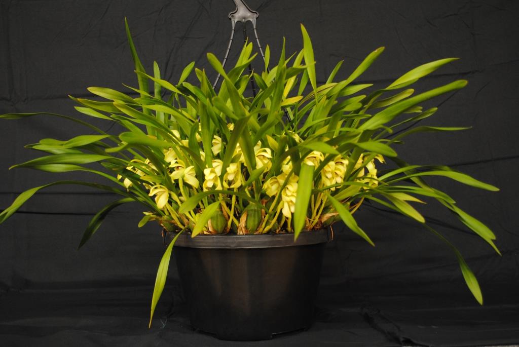 Maxillaria porphyrostele