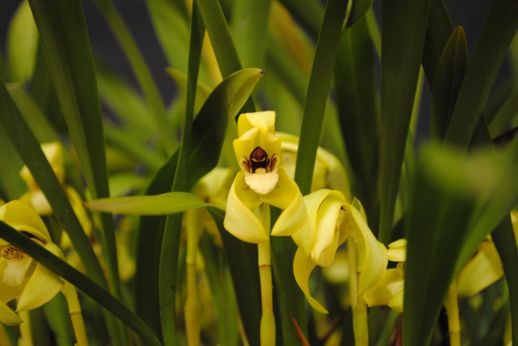 Maxillaria porphyrostele - photo 2