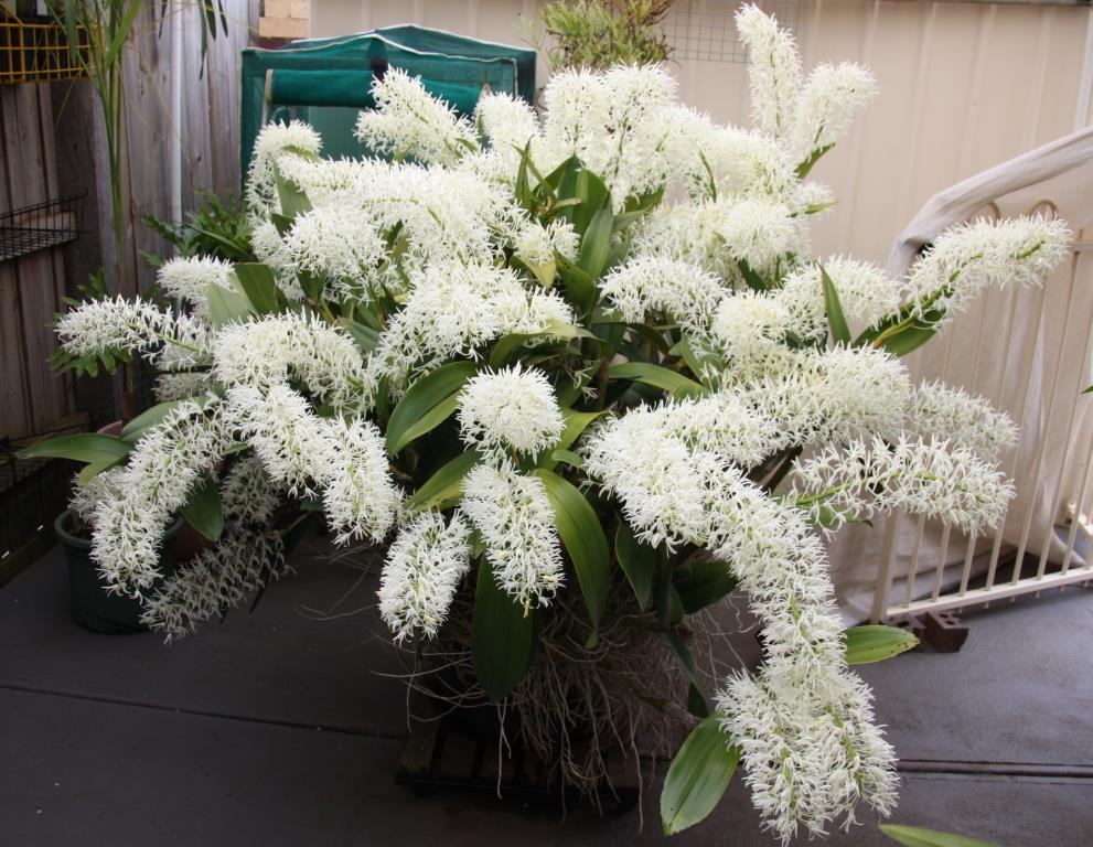 Dendrobium speciosum var. hillii