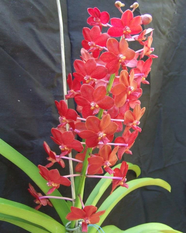 Vanda Roll on Red - photo 2