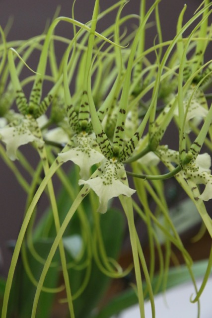 Brassia verrucosa - AM/AOC