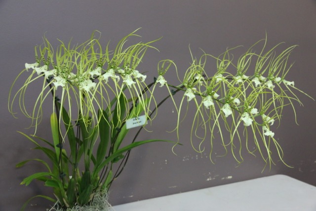 Brassia verrucosa - photo 2