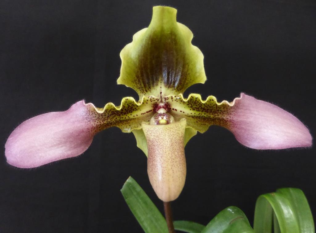 Paphiopedilum hirsutissimum - AM/AOC