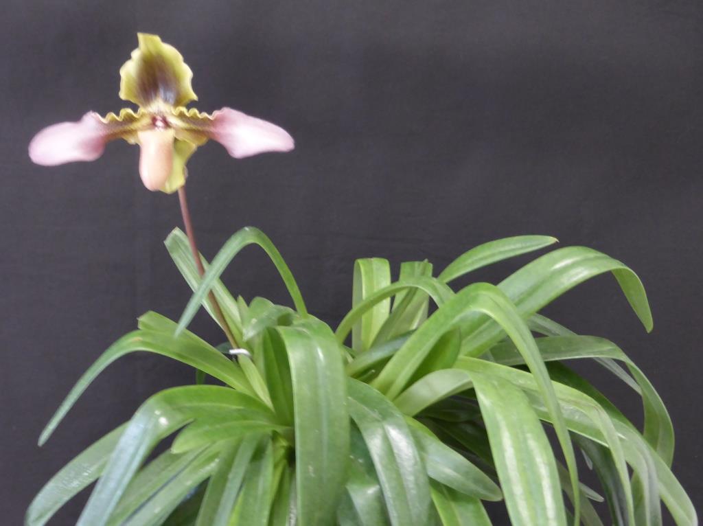 Paphiopedilum hirsutissimum - photo 2