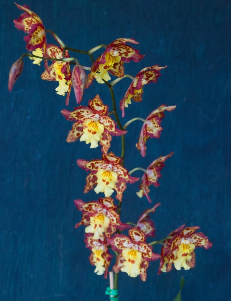 Oncidium Tiger Brew - photo 2