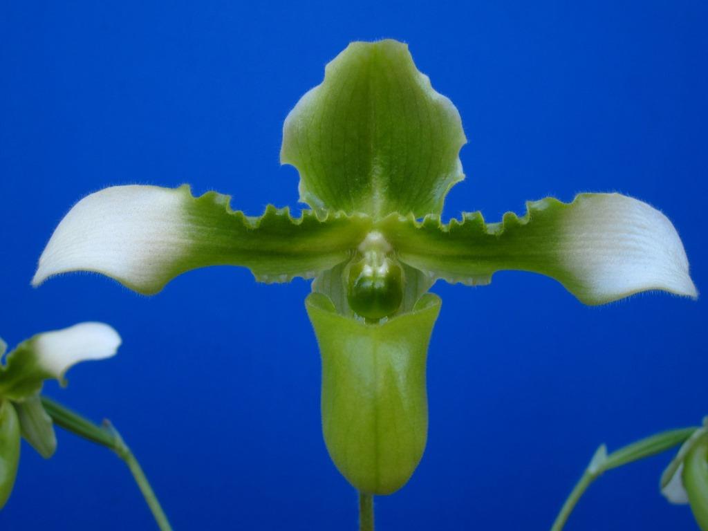Paphiopedilum hirsutissimum - AM/AOC