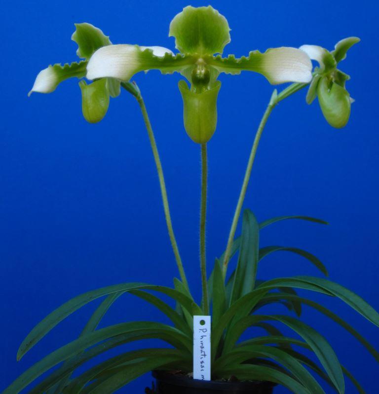 Paphiopedilum hirsutissimum - photo 2