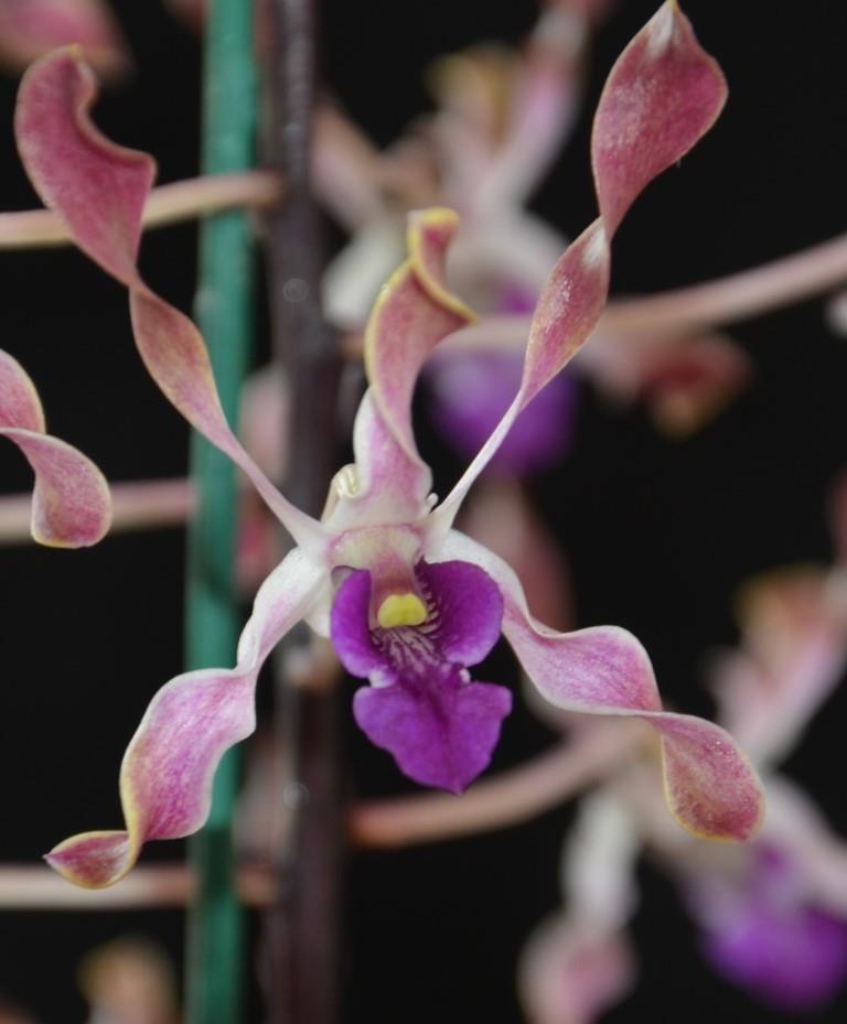 Dendrobium Fraser's Elite Dragon - HCC/AOC