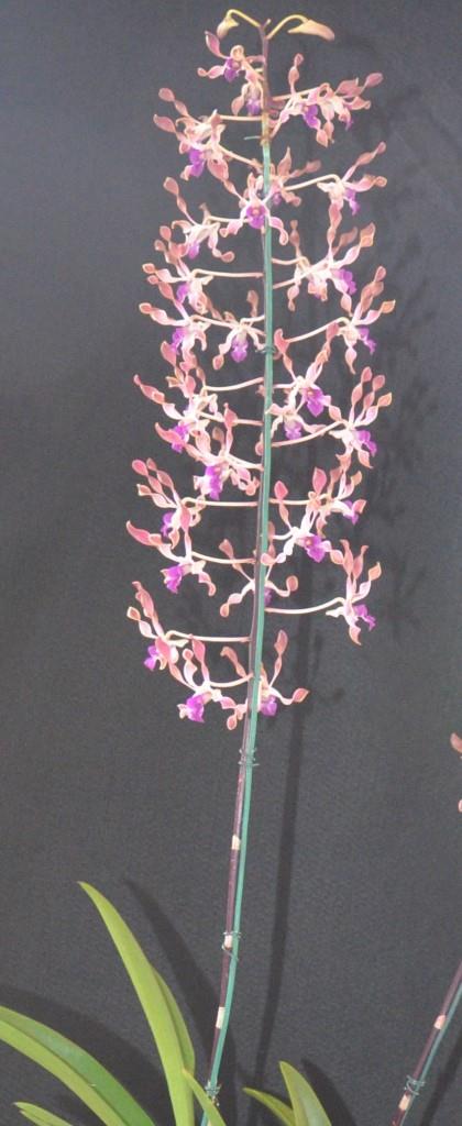 Dendrobium Fraser's Elite Dragon - photo 2