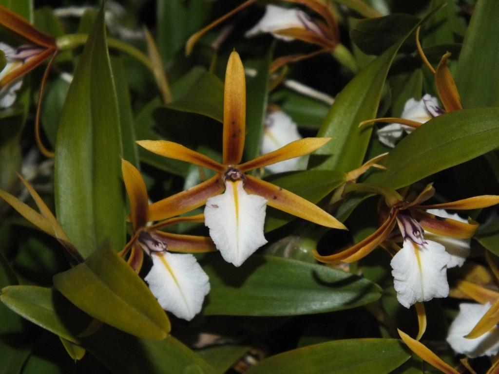 Dinema polybulbon - photo 2