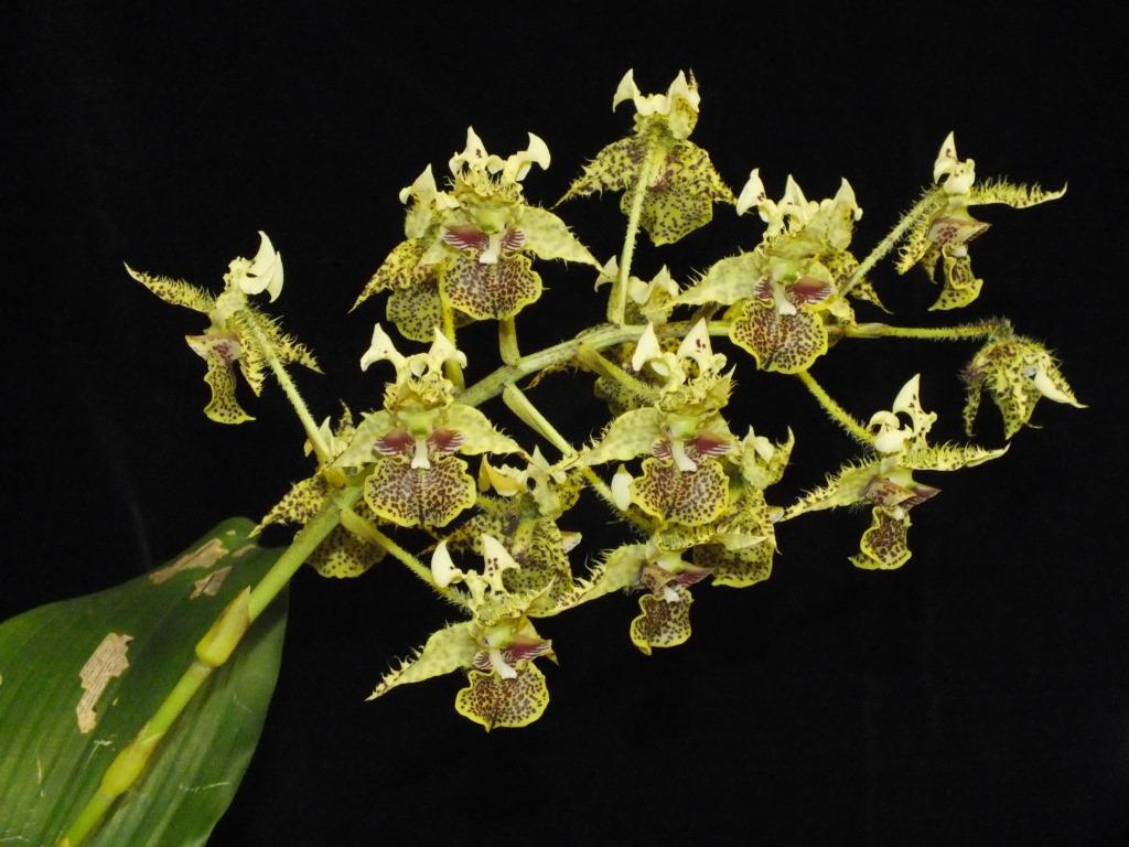Dendrobium polysema - photo 2