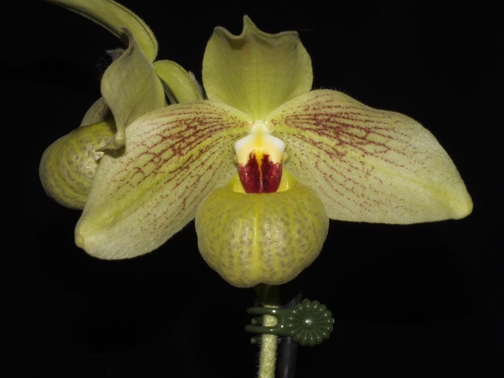 Paphiopedilum Memoria Larry Heuer - AM/AOC