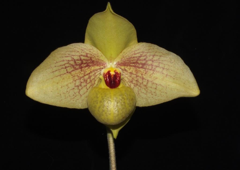 Paphiopedilum Memoria Larry Heuer - AM/AOC