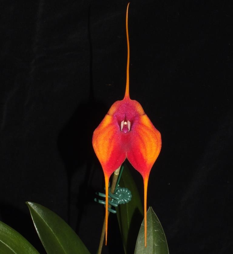Masdevallia Blazing Wing - AM/AOC