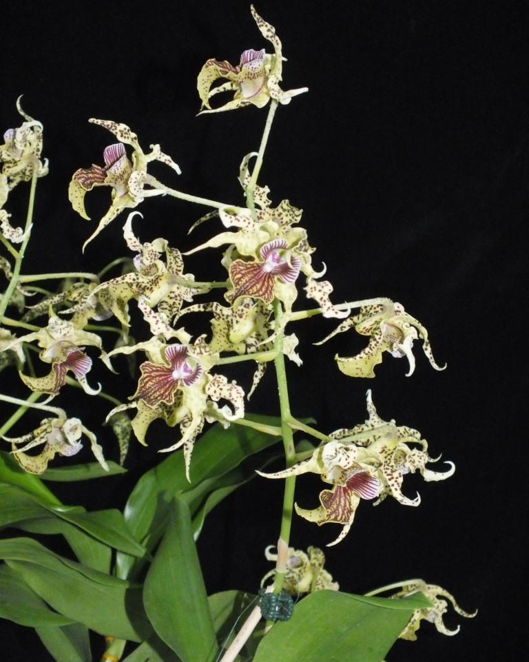 Dendrobium Wonder Nishii - photo 2