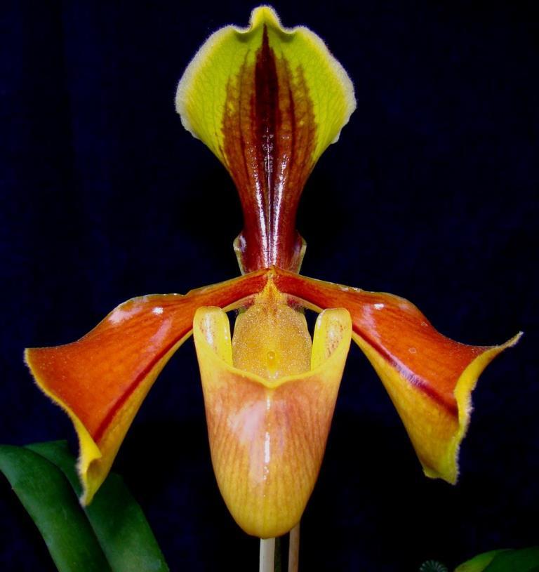 Paphiopedilum villosum var. villosum - AM/AOC