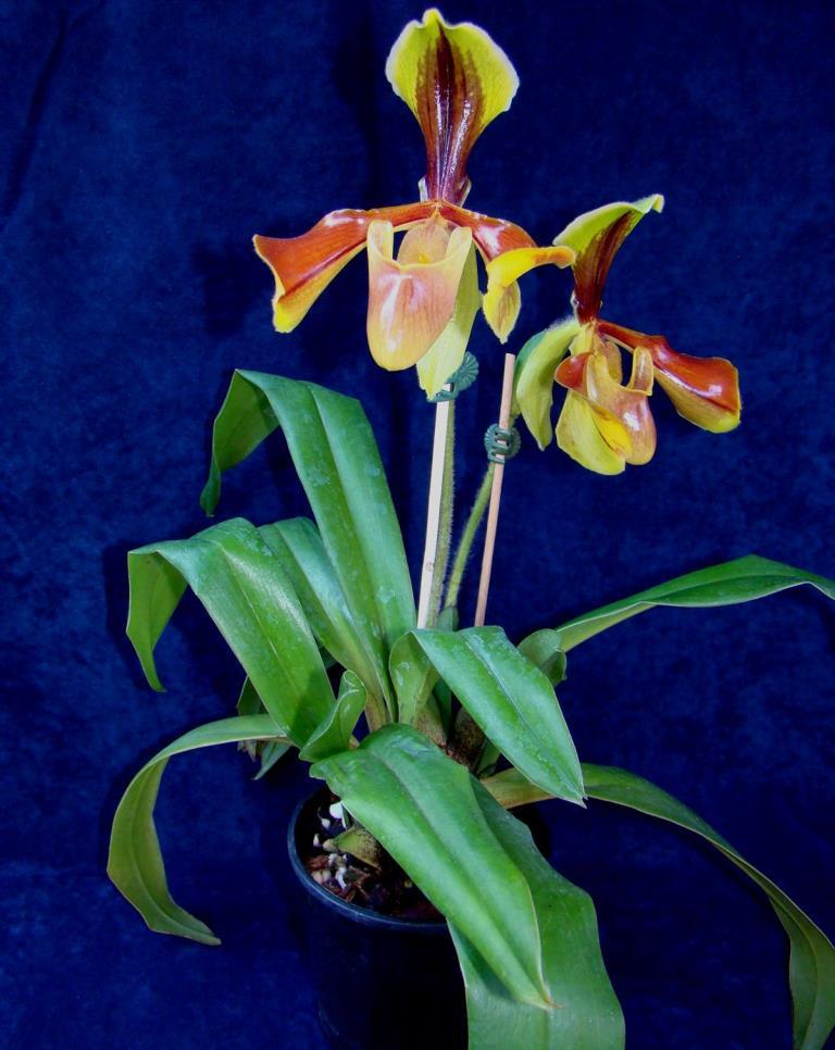 Paphiopedilum villosum var. villosum - photo 2