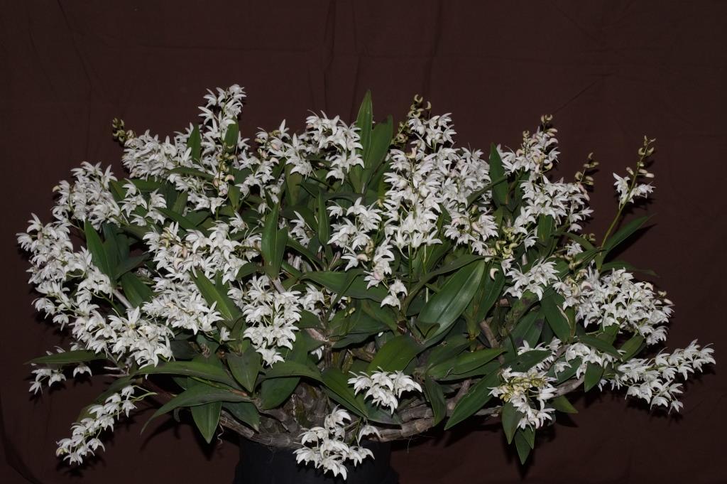 Dendrobium Specio-kingianum - ACC/AOC