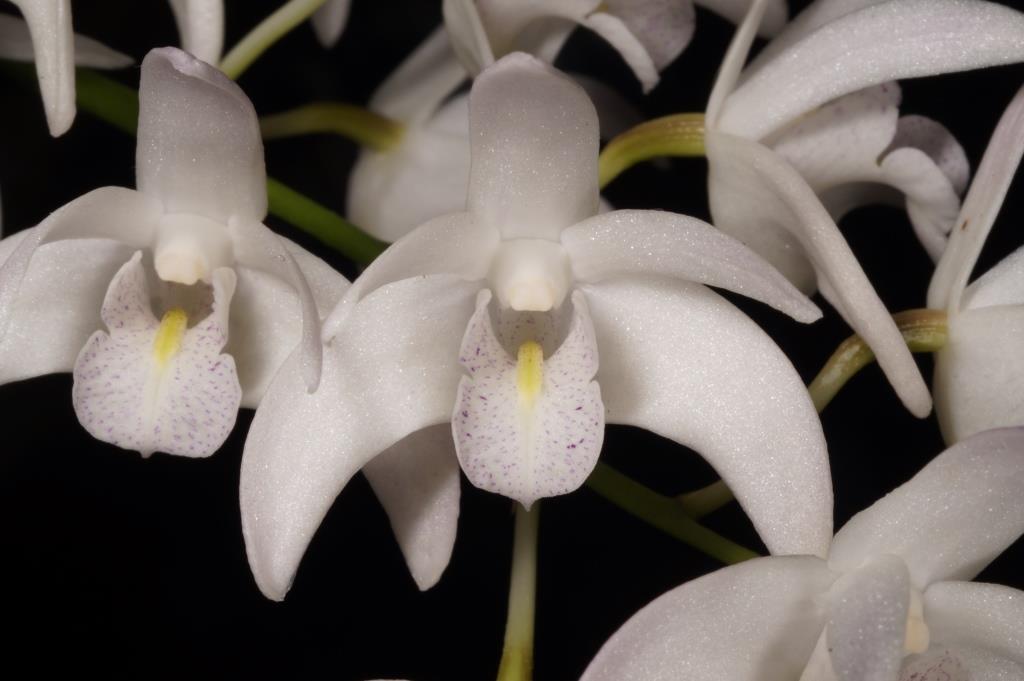 Dendrobium Specio-kingianum - photo 2