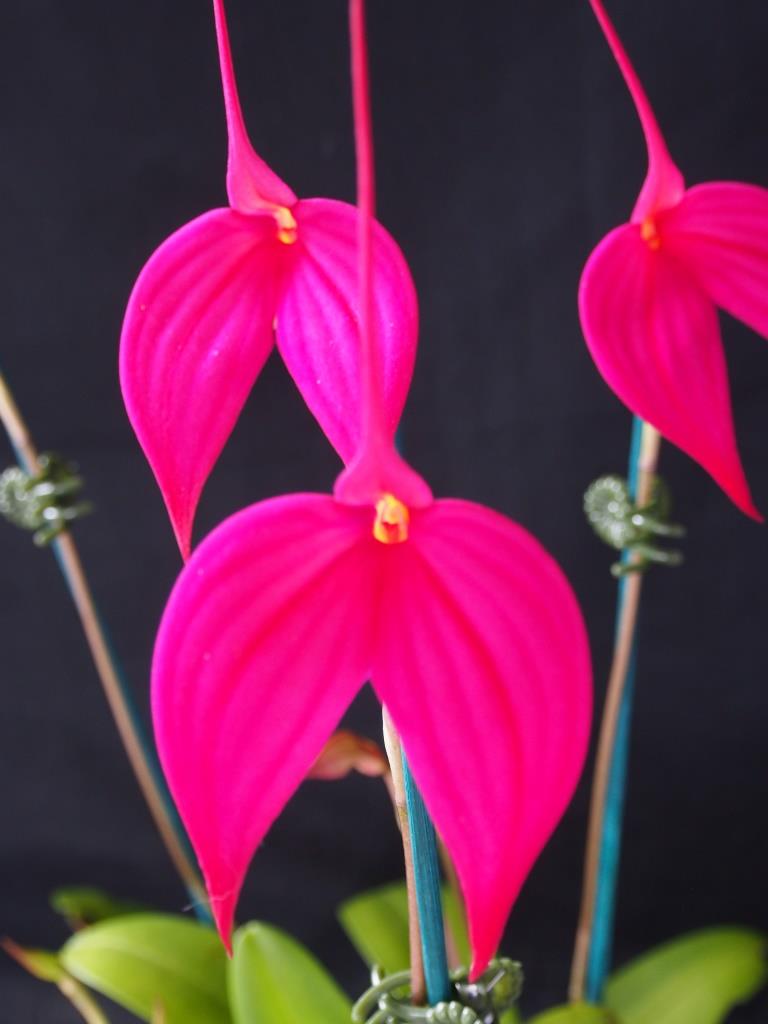 Masdevallia Rubicon - AM/AOC