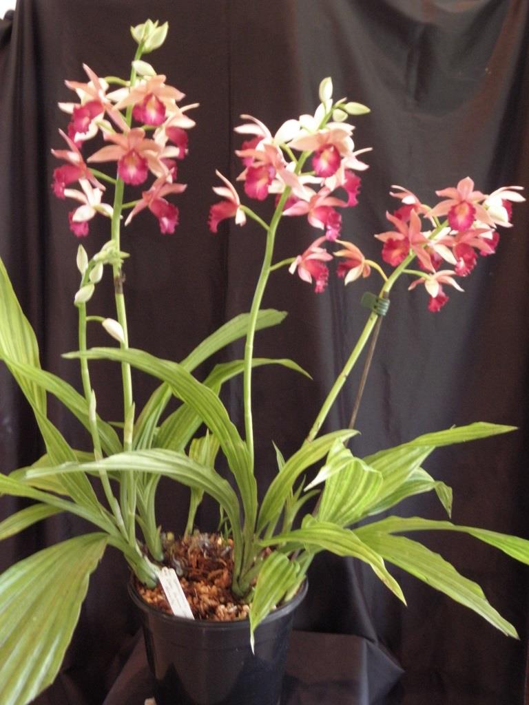 Goultara Lady Ramona Harris - photo 2