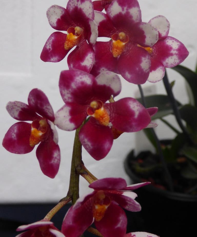 Sarcochilus Erin - HCC/AOC