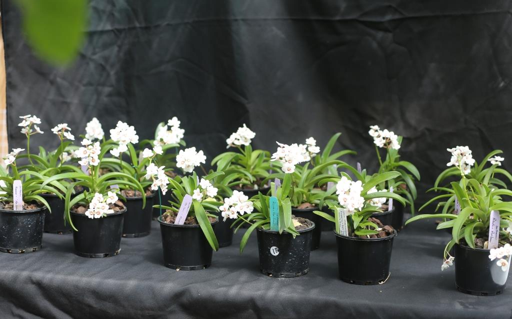 Sarcochilus hartmannii - ASR/AOC