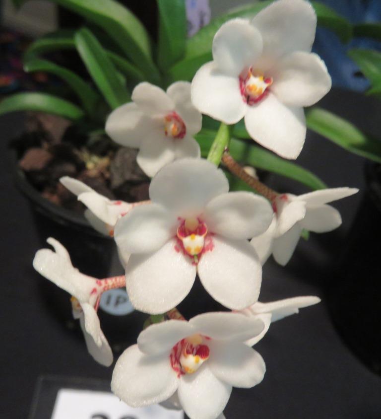 Sarcochilus hartmannii