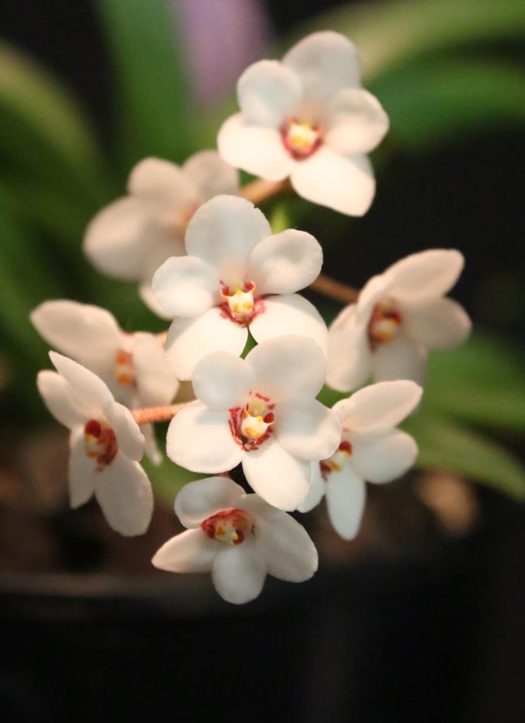 Sarcochilus hartmannii - photo 2