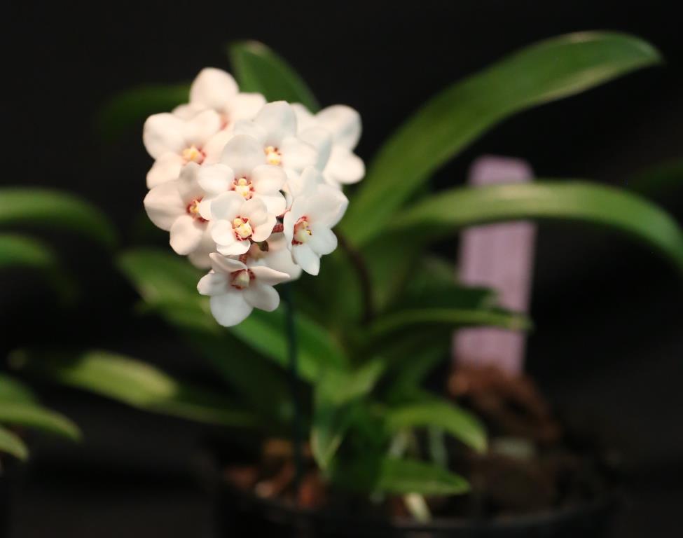 Sarcochilus hartmannii - photo 2