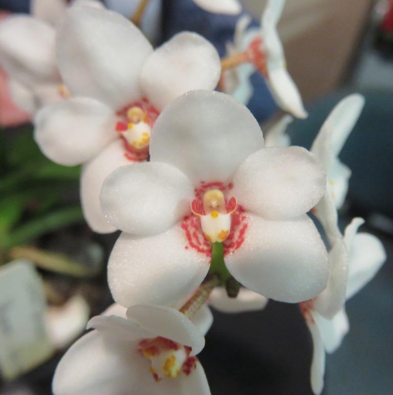 Sarcochilus hartmannii