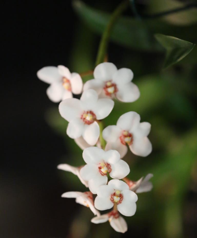 Sarcochilus hartmannii - photo 2