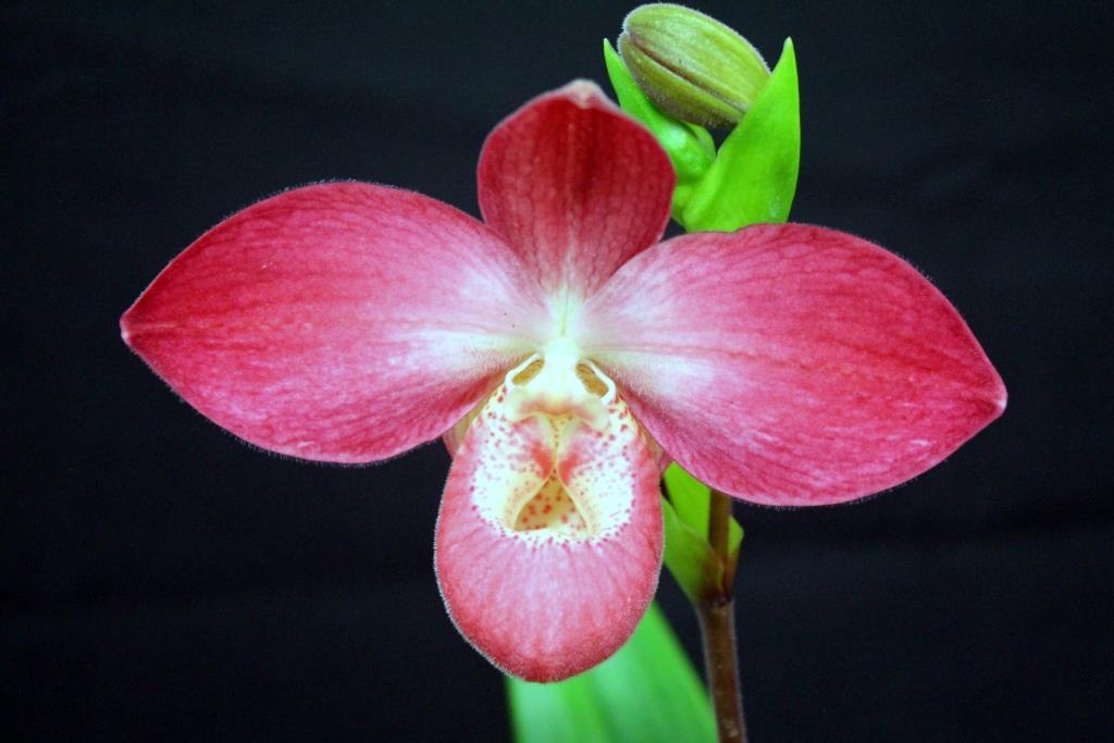 Phrag Mem. Maria Teresa Fighetti