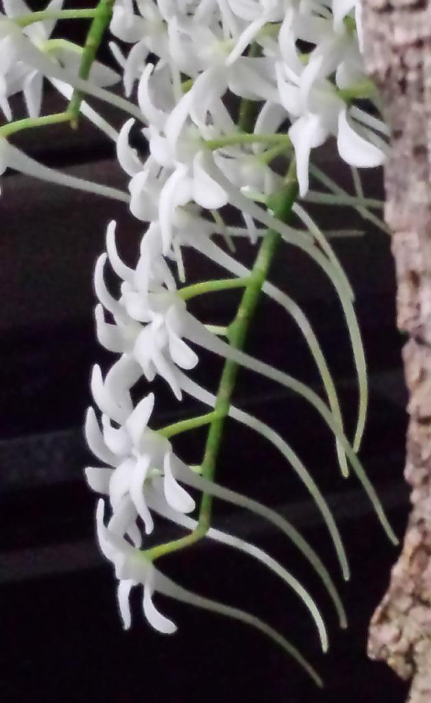 Mystacidium capense - photo 2