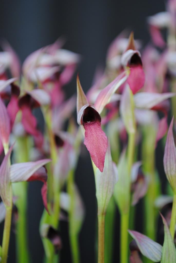 Sarcopopsis Den's Surprise - photo 2