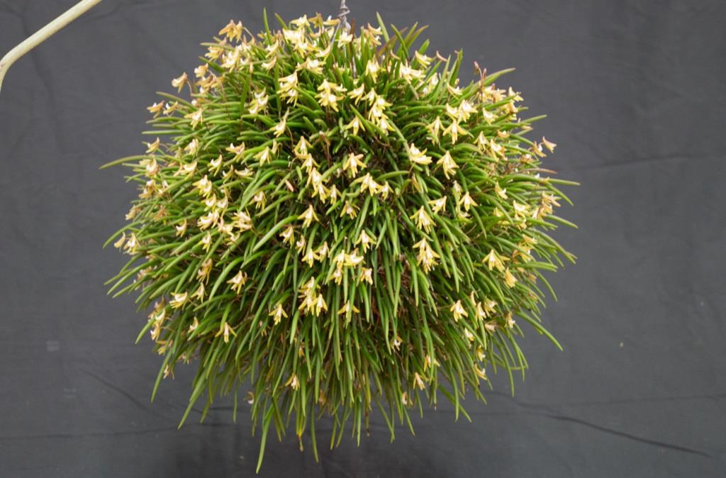 Dendrobium striolatum