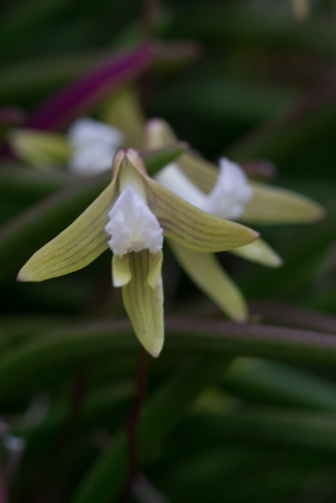 Dendrobium striolatum - photo 2
