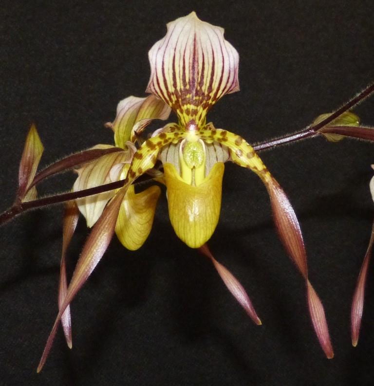 Paph Lebaudyanum