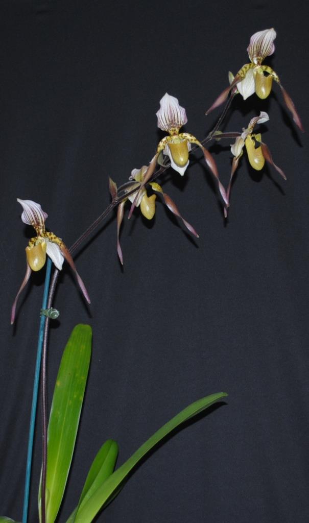 Paphiopedilum Lebaudyanum - photo 2