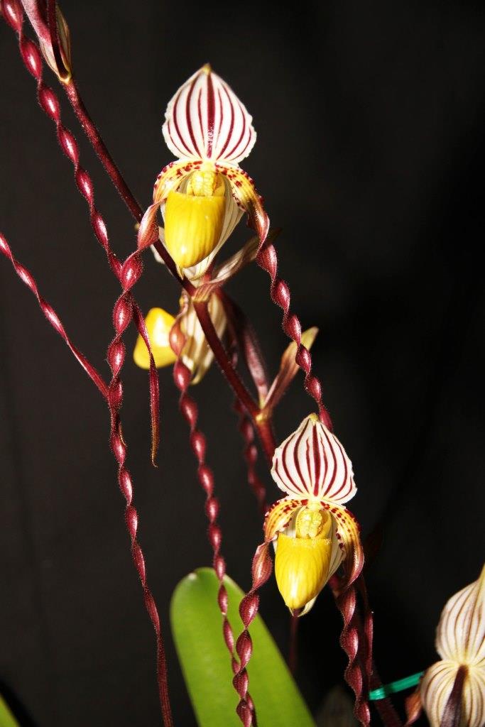 Paphiopedilum philippinense var. roebelenii