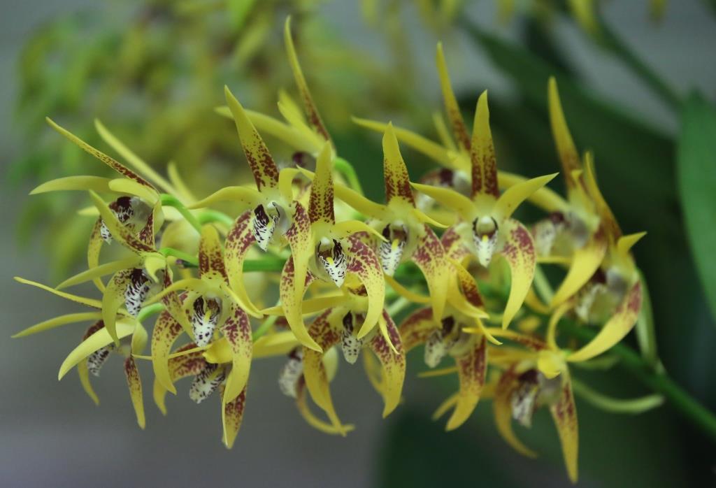 Dendrobium Avril's Gold - photo 2