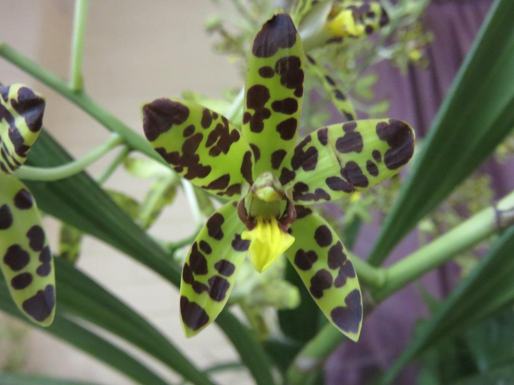 Ansellia africana - ACC/AOC