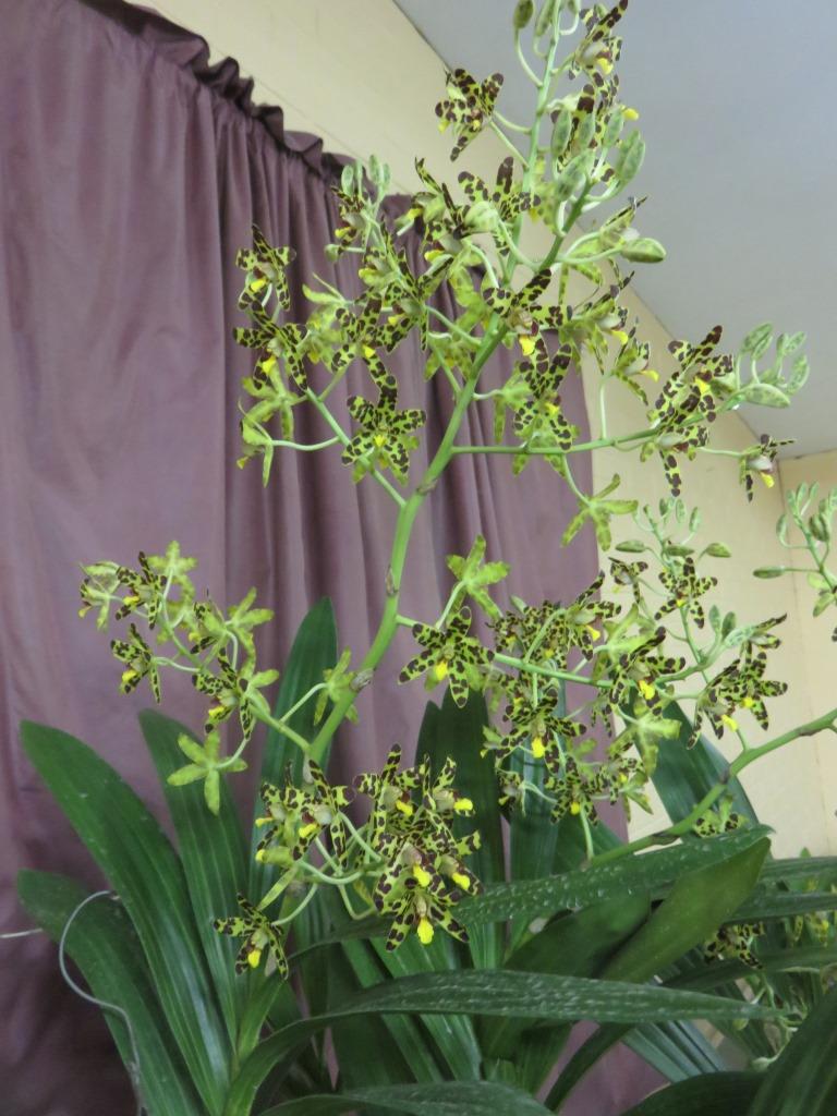 Ansellia africana - photo 2