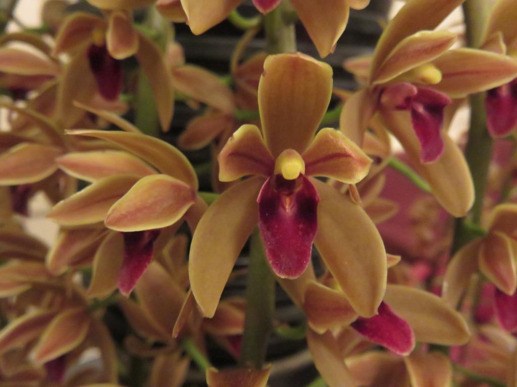 Cymbidium Cricket - photo 2